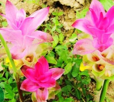 莪術的功效與作用？莪術的圖片【圖】