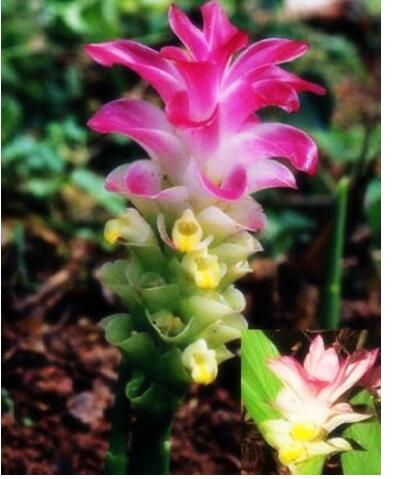 莪術的功效與作用？莪術的圖片【圖】