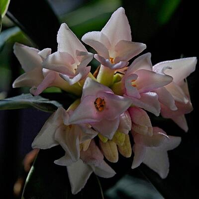 金邊瑞香可以致癌？無稽之談【圖】