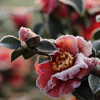 茶梅的繁殖方法？十大功勞名字的由來【圖】