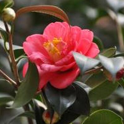 茶梅的繁殖方法？十大功勞名字的由來【圖】