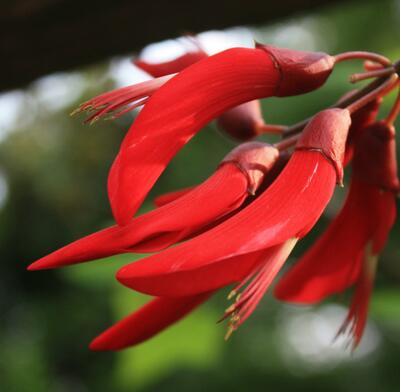 刺桐和雞冠刺桐的區(qū)別？刺桐的圖片【圖】