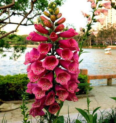 毛地黃治療什么病？專家告訴你【圖】