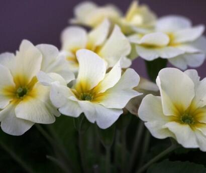 報春花的功效？報春花圖片！【圖】