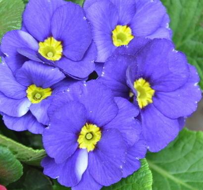 報春花的功效？報春花圖片！【圖】