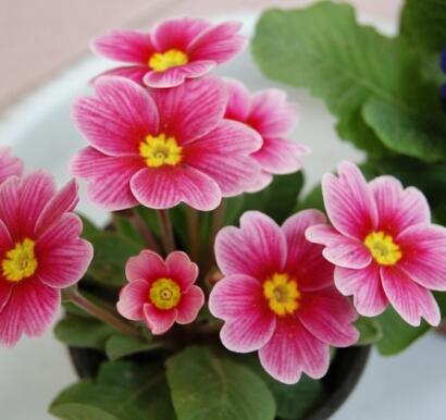 報春花的功效？報春花圖片！【圖】