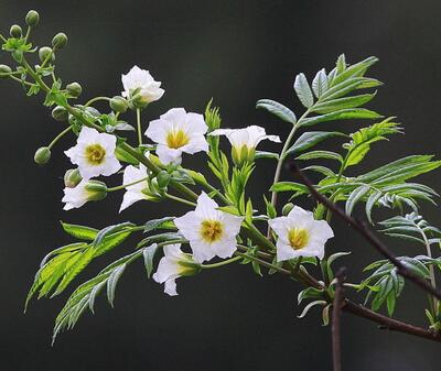 文冠果的價格？文冠果的圖片【圖】