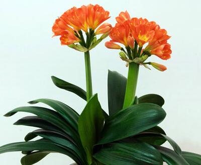 君子蘭開花有什么兆頭？風景大師給您說【圖】