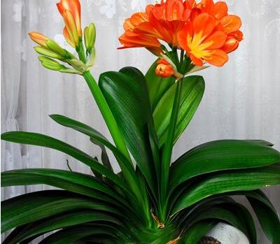 君子蘭開花有什么兆頭？風景大師給您說【圖】