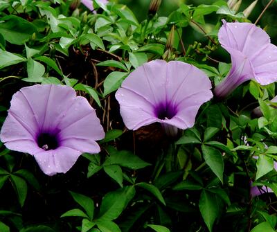 五爪金龍的栽培方法？五爪金龍的危害防治【圖】