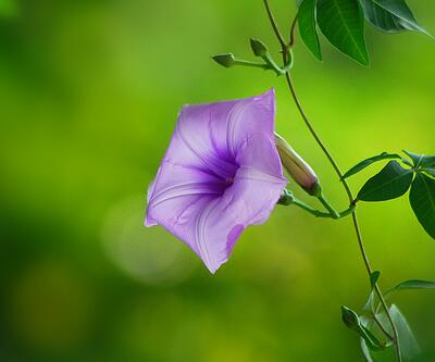 五爪金龍的栽培方法？五爪金龍的危害防治【圖】