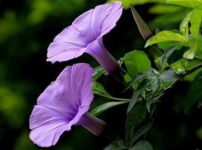 五爪金龍的栽培方法？五爪金龍的危害防治【圖】