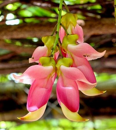 禾雀花的繁殖方法？禾雀花的栽培技術【圖】