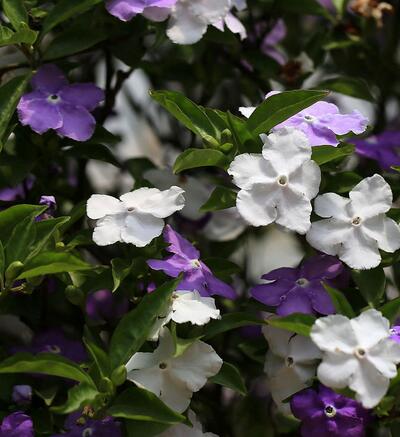  鴛鴦茉莉部分葉子發黃是何原因？小編一一說【圖】