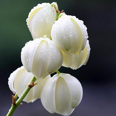 鳳尾蘭和劍麻區別？鳳尾蘭的花語【圖】