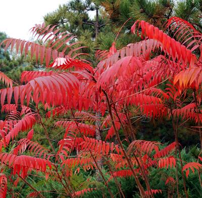 火炬樹的特點？火炬樹的繁植【圖】