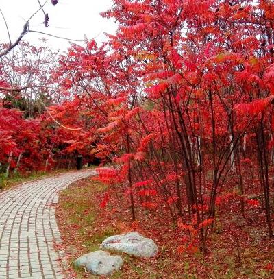 火炬樹的特點？火炬樹的繁植【圖】