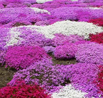 福祿考的花語？福祿考的圖片【圖】