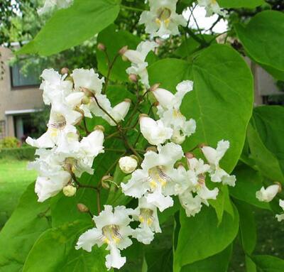 梓樹與楸樹有什么區(qū)別？梓樹的寓意【圖】