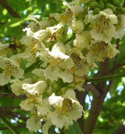 梓樹與楸樹有什么區(qū)別？梓樹的寓意【圖】