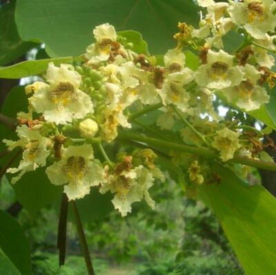 梓樹與楸樹有什么區(qū)別？梓樹的寓意【圖】