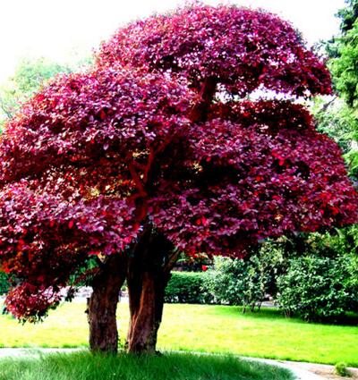 紅花檵木的病蟲防治？紅花檵木的圖片【圖】