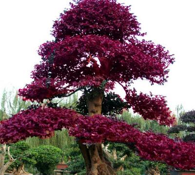 紅花檵木的病蟲防治？紅花檵木的圖片【圖】