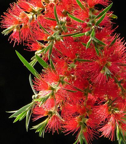 紅千層的栽培技術？紅千層的病害防治【圖】