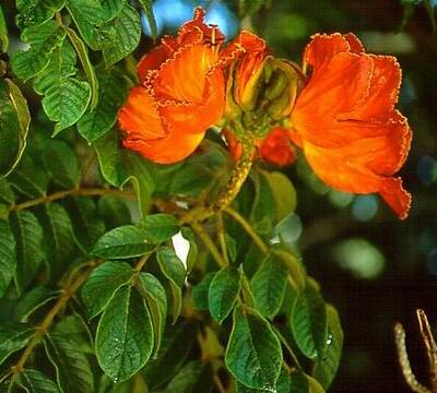 火焰木的別稱？火焰木的花語【圖】