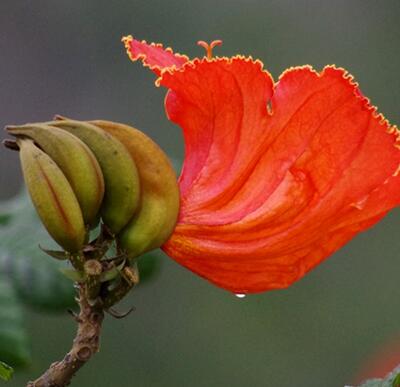 火焰木的別稱？火焰木的花語【圖】