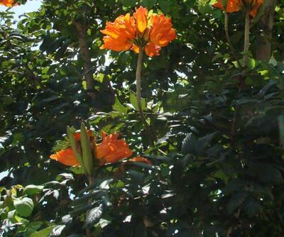 火焰木的別稱？火焰木的花語【圖】