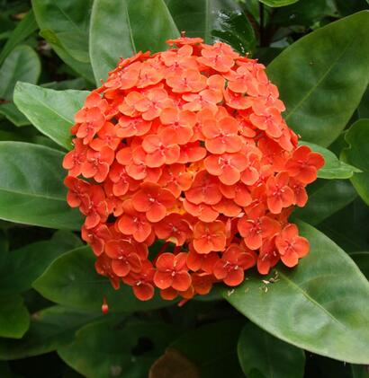 龍船花冬天葉子掉光了？怎么破【圖】