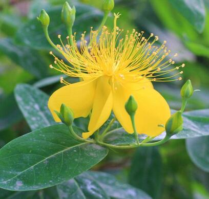 金絲桃的栽培技術？金絲桃的觀賞價值【圖】