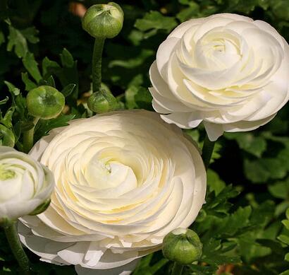 花毛茛種植方法？花毛茛的養(yǎng)護(hù)注意事項【圖】