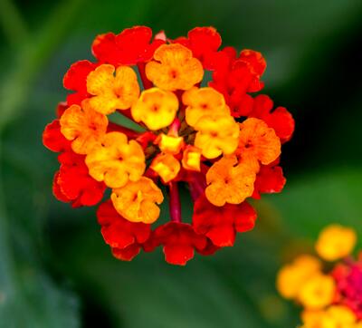 五色梅冬天怎么防凍防寒？十年經(jīng)驗(yàn)告訴你！【圖】