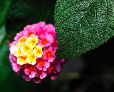 五色梅冬天怎么防凍防寒？十年經(jīng)驗(yàn)告訴你！【圖】