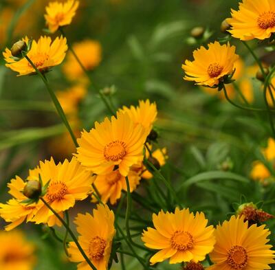 金雞菊的花語？金雞菊的繁殖方法【圖】