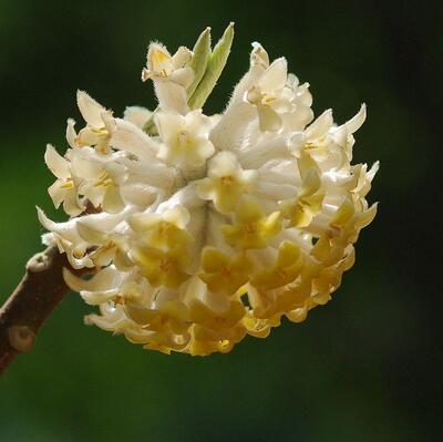 為什么給結香打結？小編給您說道說道【圖】