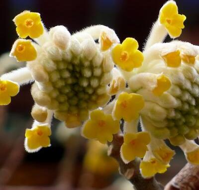 為什么給結香打結？小編給您說道說道【圖】