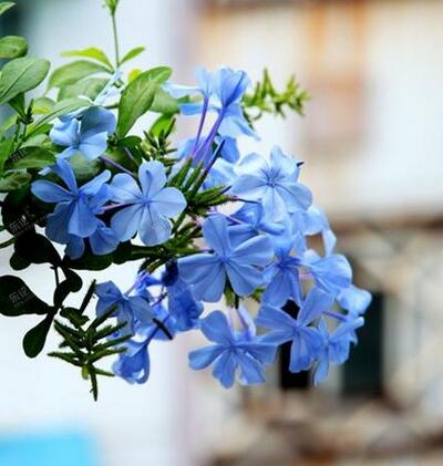 藍雪花怎么養？藍雪花的圖片【圖】