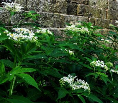 中藥有奇效!跌打損傷就用接骨草【圖】