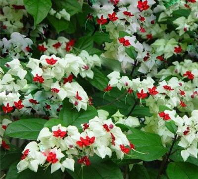 龍吐珠的寓意？龍吐珠有沒有毒？【圖】