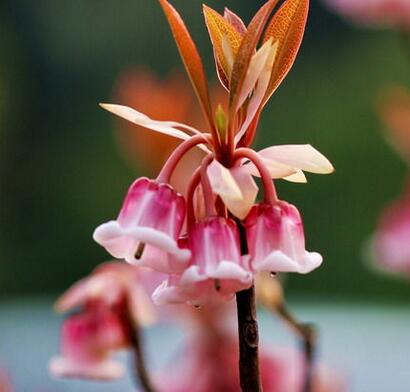 吊鐘花的藥用價值？吊鐘花的圖片欣賞【圖】