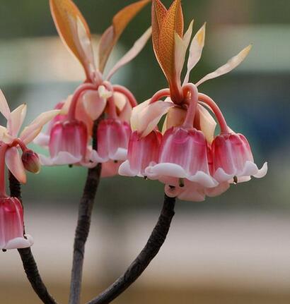 吊鐘花的藥用價值？吊鐘花的圖片欣賞【圖】