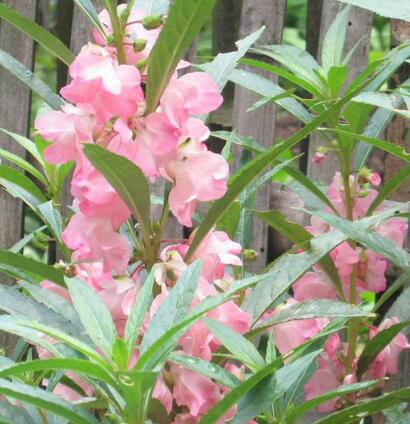 鳳仙花治療灰指甲？誤區還是真的？【圖】