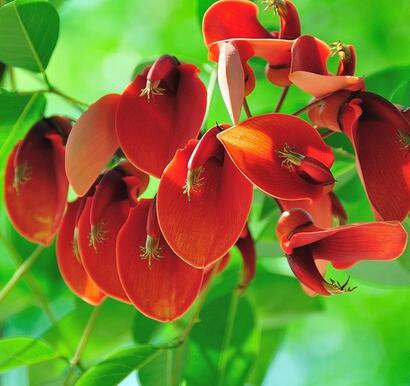 【如何養好雞冠刺桐】小編給您說道說道！