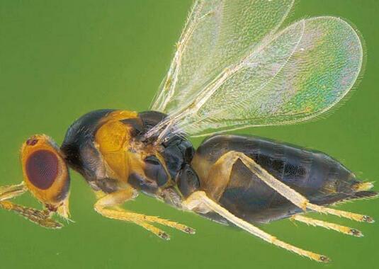 【如何養好雞冠刺桐】小編給您說道說道！