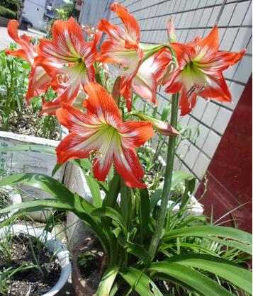 【朱頂紅有毒嗎】今天小編給您講解一下！