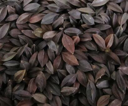 【使君子最有效的驅(qū)蛔藥】純天然驅(qū)蛔藥你知道嗎？