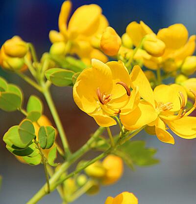 【黃槐與黃花槐有什么不同】有圖有真相！